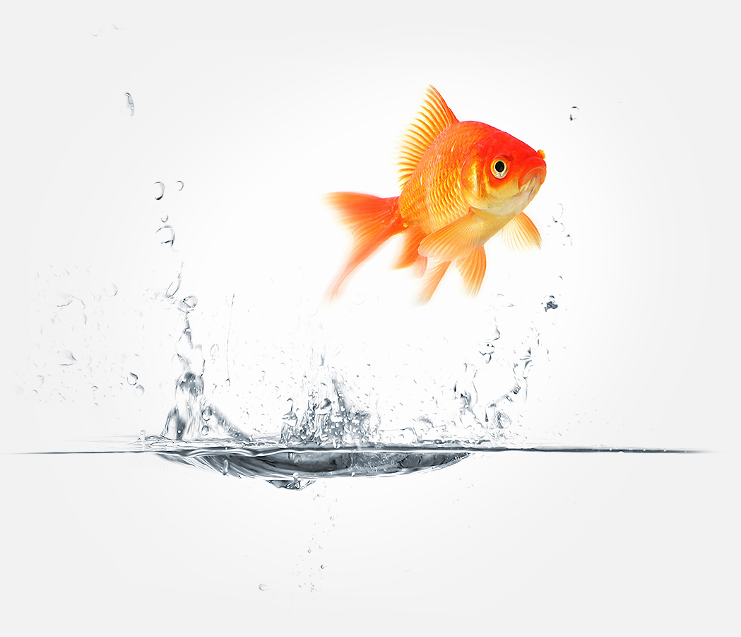 goldfish_jumping
